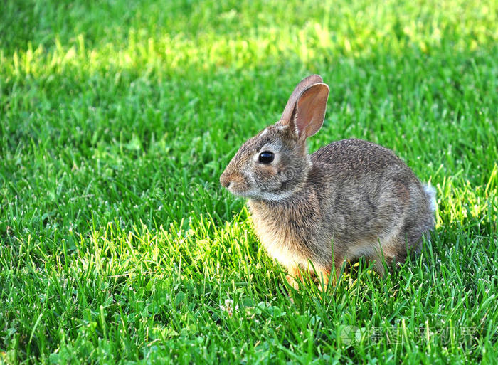 兔子换肤_兔子换肤助手官网_换肤兔子助手
