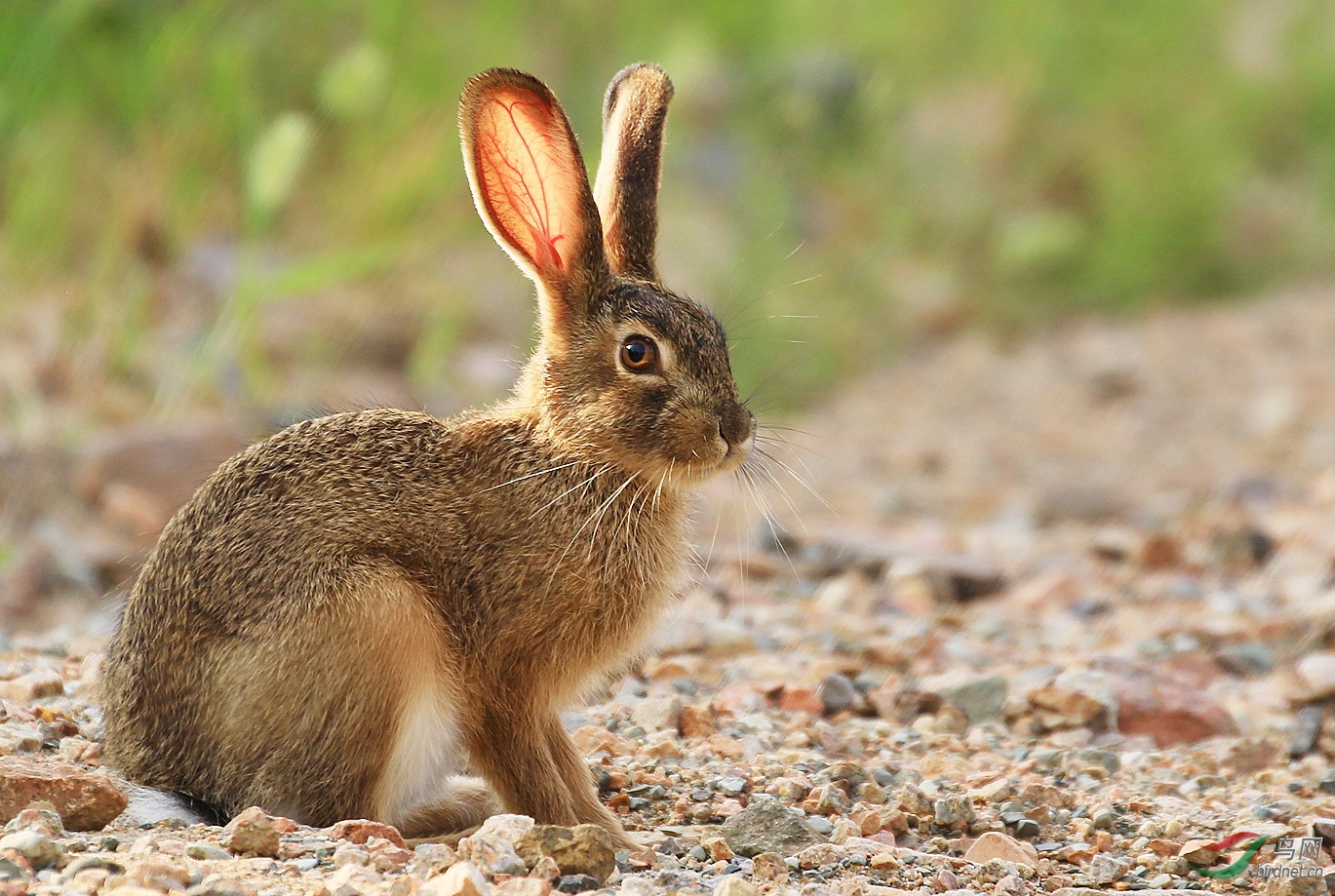换肤兔子助手_兔子换肤助手官网_兔子换肤